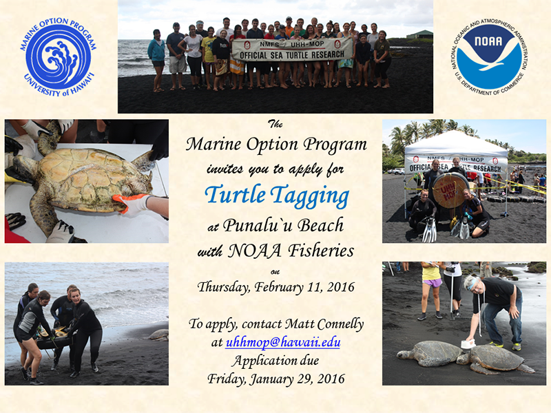 turtle tagging flyer