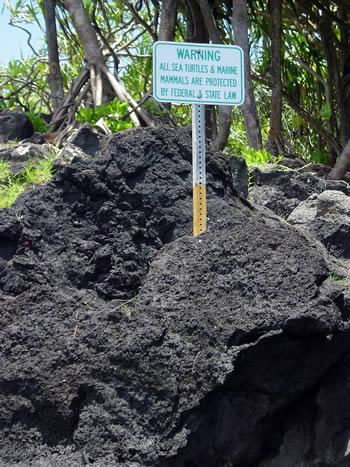 Sign reads: Warning - All sea turtles & marine mammals are protected by Federal & State law